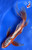 11" "Spirit" Shusui Butterfly Koi #J91213(Q6)