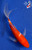 6" "Sienna" Kohaku Butterfly Koi #J91848(P12)