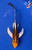5.5" "Auburn" Beni Kikokuryu Butterfly Koi #J91854(P12)