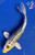 7.5" "Sundance" Heisei Nishiki Koi #J91837(X40)
