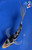6.5" "Onyx" Kumonryu Butterfly Koi #J91840(X40)