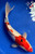 12" "Tucker" Sanke Koi #J91817(P6)