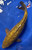 12.5" "Gold Dust" Gin Rin Chagoi Koi #J91821(P5)