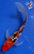 6.5" "Poppy" Sanke Butterfly Koi #J91831(X43)