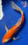 13" "Rose" Gin Rin Kohaku Butterfly Koi #J91815(P6)