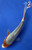 5.5" "Sora" Asagi Koi #J92949(P14)
