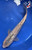 12" "Sparky" Gin Rin Asagi Koi #J92963(P5)