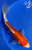 11" "Georgia" Doitsu Kohaku Koi #J9293(Q3)
