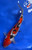 10" "Bonnie" Doitsu Sanke Koi #J9295(Q3)