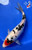 10" "Captain Jack" Doitsu Sanke Koi #J9296(Q3)