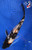 5.5" "Tux" Gin Rin Showa Koi #J92938(P12)