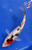 6" "Jelly Bean" Doitsu Sanke Koi #J92943(P12)