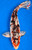 21" "Esmerelda"  Koi #K10711(U5)