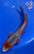 8" "Sawyer" Asagi Koi #J92913(P5)