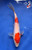 7.5" "Ruby" Doitsu Kohaku Koi #J92617(P5)