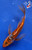 7" "Cayenne" Shusui Butterfly Koi #J92927(P14)