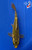 6" "Oscar" Midorigoi Koi #J10231(J2)