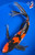 15" "Jigsaw" Showa Butterfly Koi #K101917(Q7)