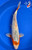 15" "Jude" Asagi Koi #K101919(Q7)