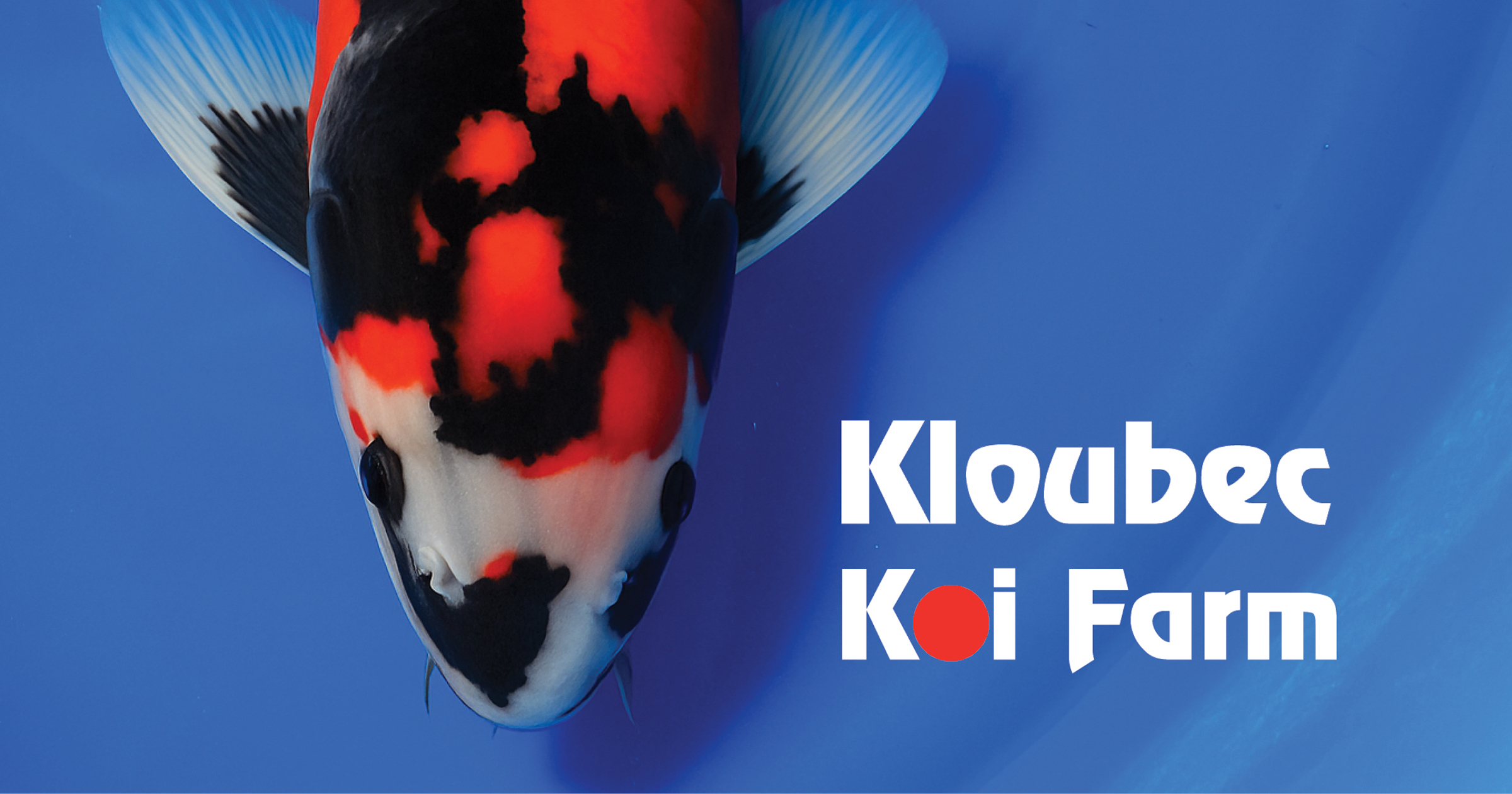 Kohaku: How to Evaluate the Two Colors on a Kohaku - Kloubec Koi