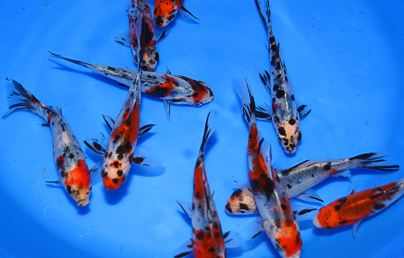 Can Koi and Goldfish Live Together in a Pond? - Kloubec Koi Farm Store, image size:1379x881