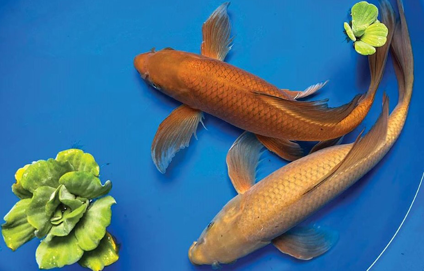What to Know About Chagoi Koi Behavior? - Kloubec Koi Farm Store