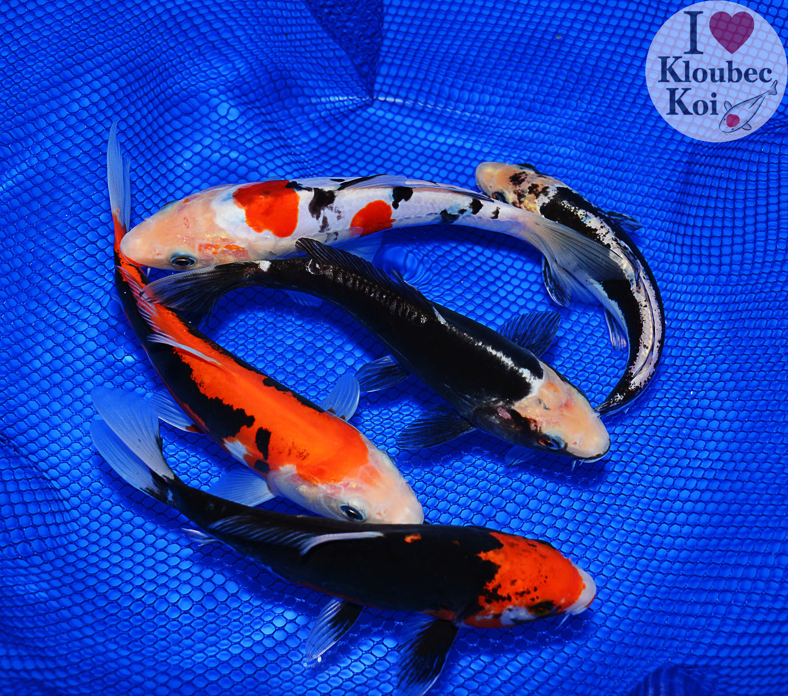 What is a Pond Pack? What is a Bulk Pack? And How Do They Differ