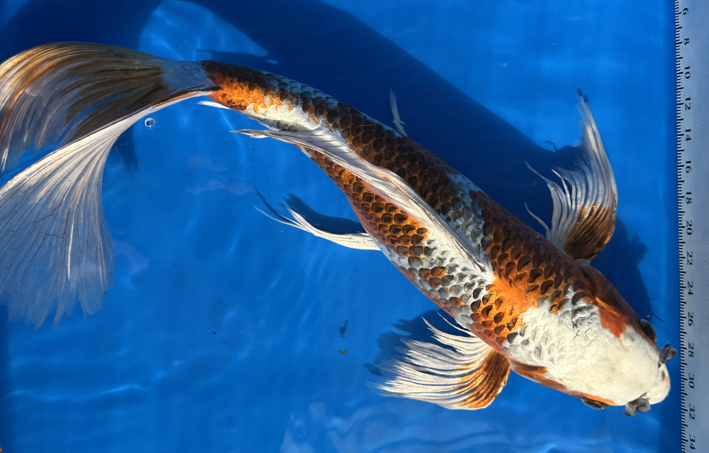 https://cdn11.bigcommerce.com/s-c81ee/product_images/uploaded_images/judging-longfin-koi.jpg