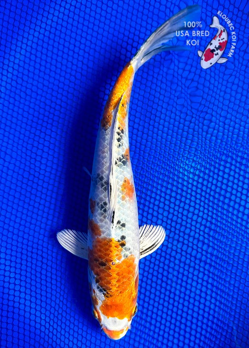 Premium Koi Grade 1 – Sunfish Fish Farms