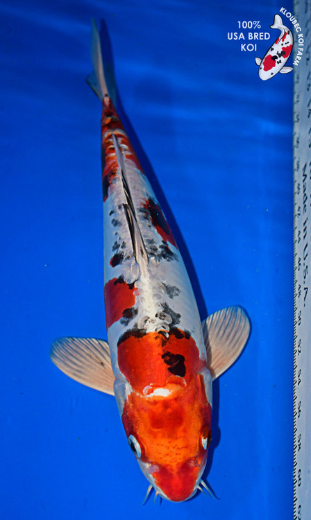 Shop 13.5'' Doitsu Yamato Nishiki Koi | Metallic Koi Fish