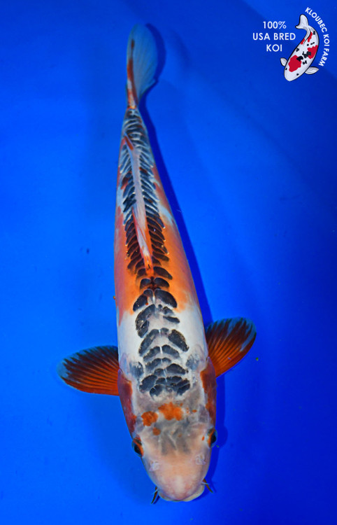 SHU様 確認用　5.8 catfish DSC_1864__82893.1716861128.500