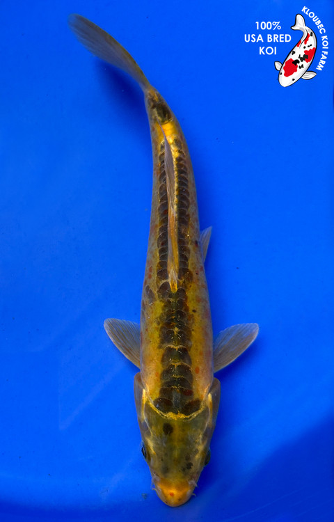 112915-midigori-koi__79235.