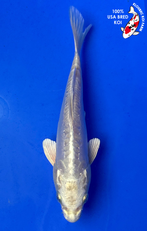 1265-doitsu-platinum-ogon-