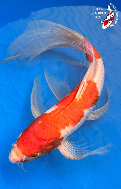 kohaku＊L 1200?cb=20240118101048