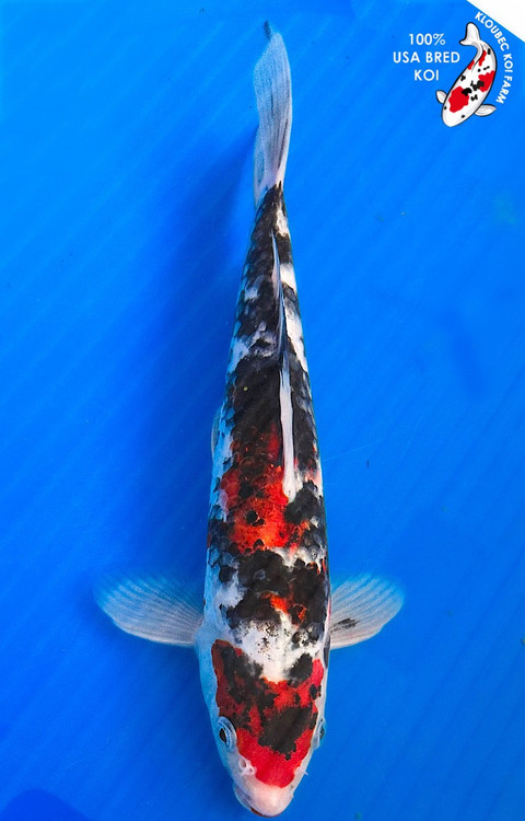 KOI 1611-old-style-showa-