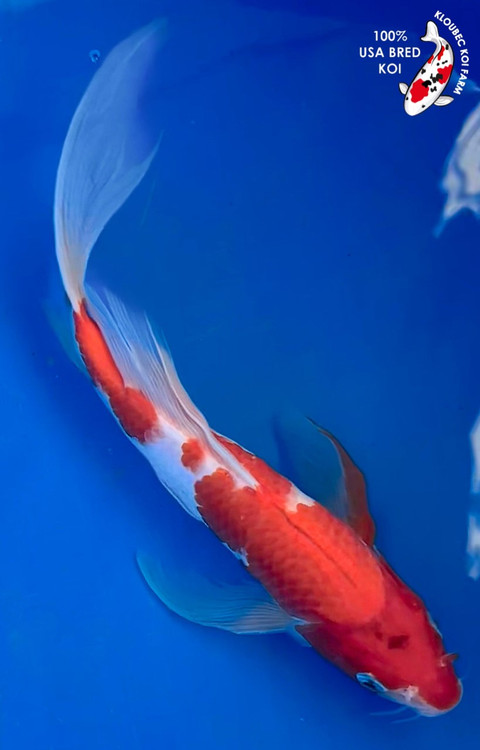 鯉10 Kohaku_Butterfly_Koi_1849__266