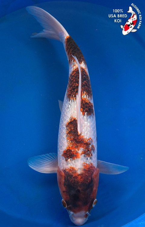 KOI Showa - koi #x1027n001 - Dainichi Koi Farm