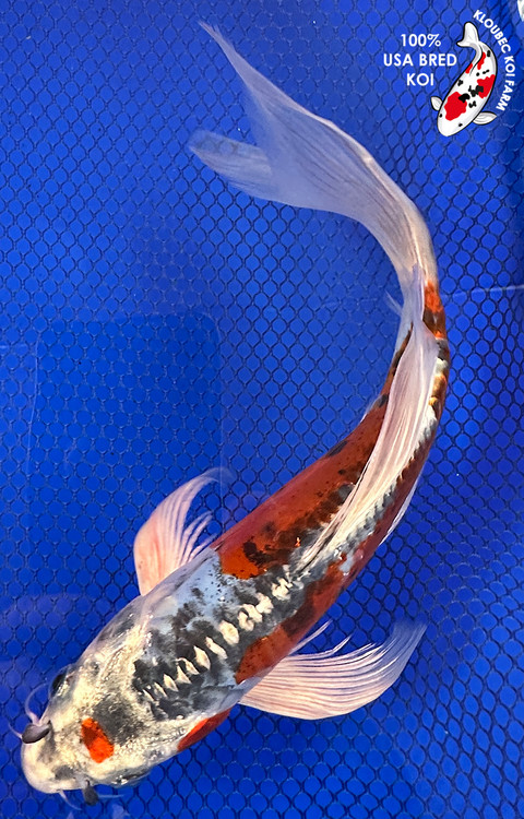 12814-kinsui-butterfly-