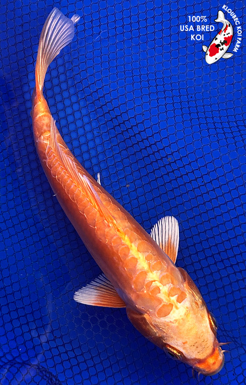 DoMeGe　koi-hotaru fusion MOMOTARO 
