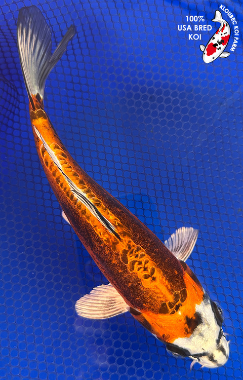 DoMeGe　koi-hotaru fusion 12816-doitsu-kujaku-koi__71562