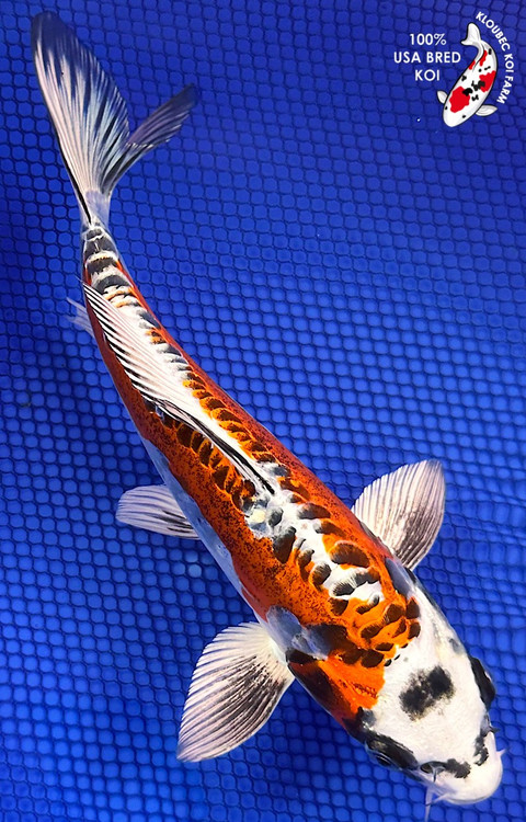 キコベイトワークス kikobaitworks キコブーン kikoboom 9