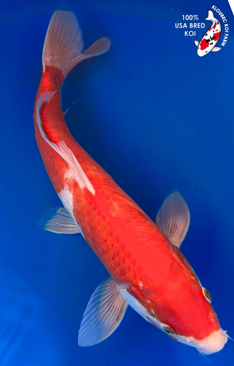 15.5