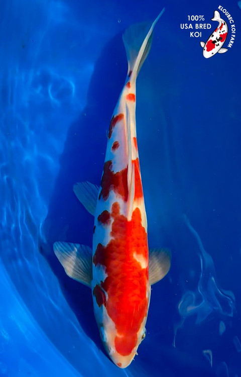 kohaku Singa Kohaku – Oblotzky Industries