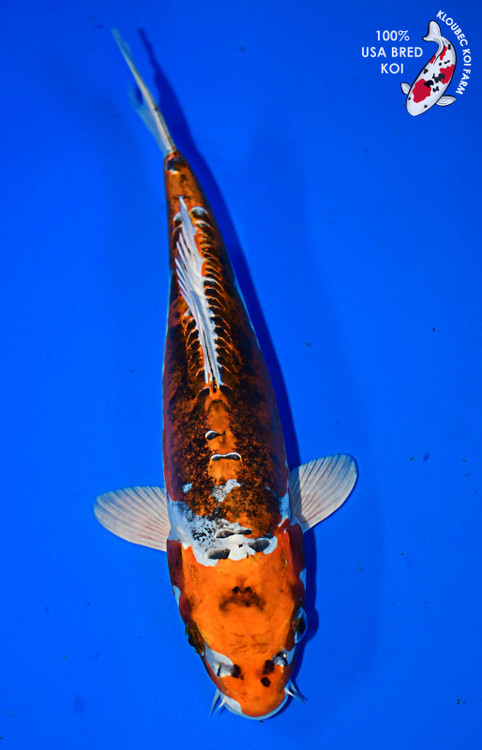 DSC_3379__27798.1742900500.500