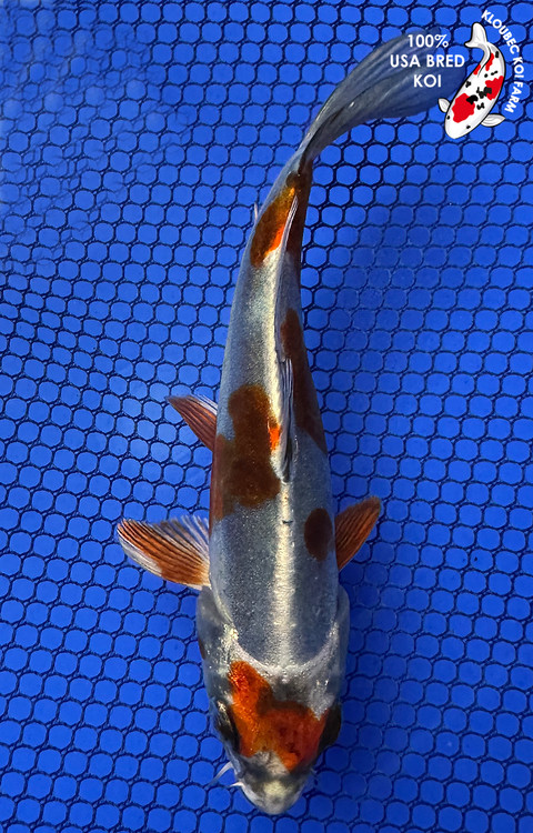 ◆CARLYN◆ Koi 4colors 4137-beni-kikokuryu-koi__12669