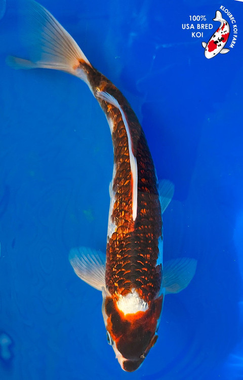 nicomaru Yoshimura 14720BP520 AT2 Slip-On Exhaust Muffler fits 2023