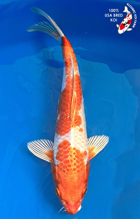 koi Hariwake__90993.1744395336.500