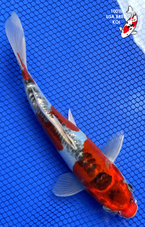 41825-doitsu-koi__27175.