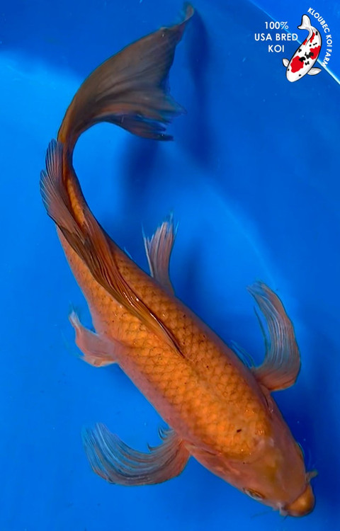 鯉33 s-l400.jpg