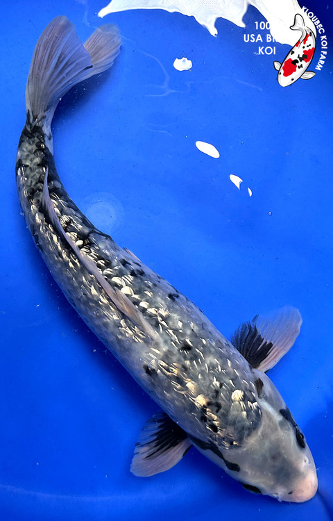 kohakuページ Ginrin Doitsu Ochibashigure - koi #x0618t027 - Maruhiro Koi Farm